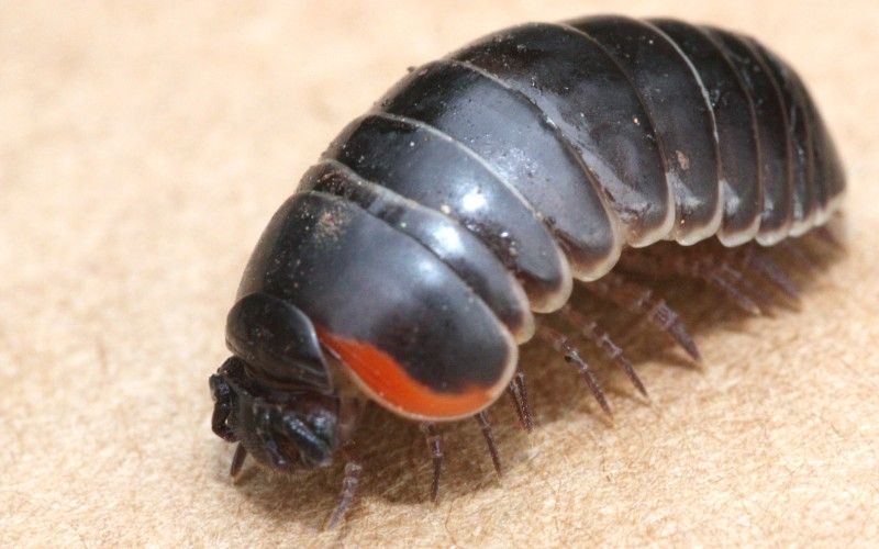 Glomeris aurita (Glomeridae)...  No,  Glomeris romana